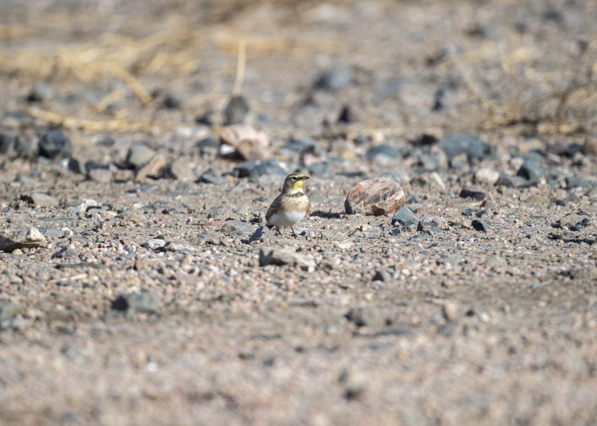 Kulaklı Toygar - ML646801475