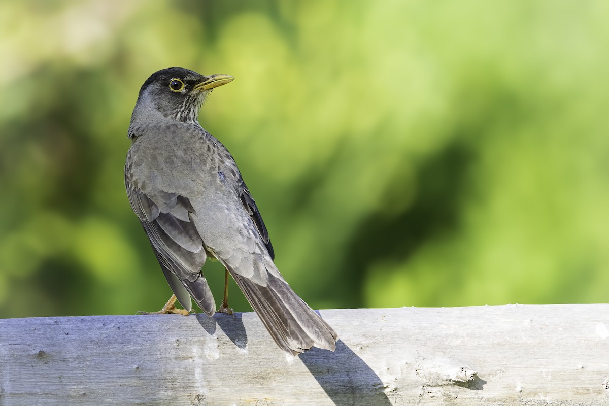 Merle austral - ML646801485