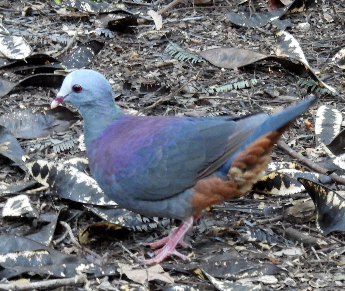 Gray-fronted Quail-Dove - ML646801490