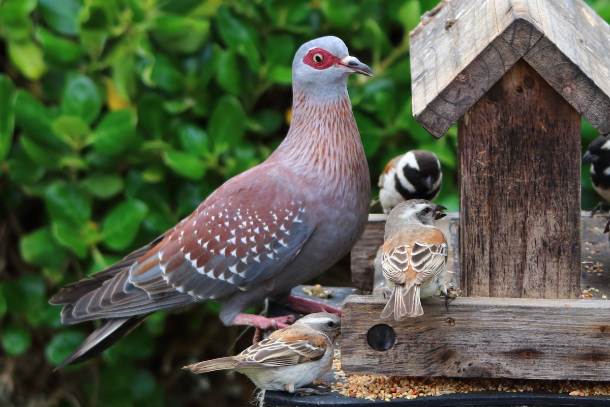 Paloma de Guinea - ML646801492