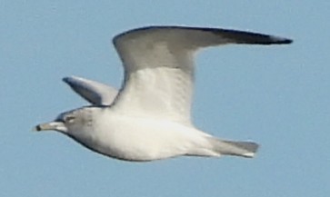 Ring-billed Gull - ML646801493