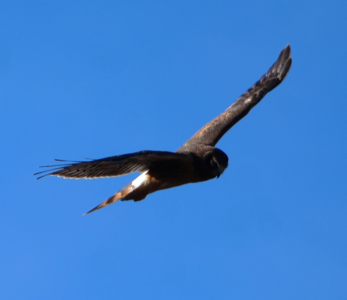 Northern Harrier - ML646801498