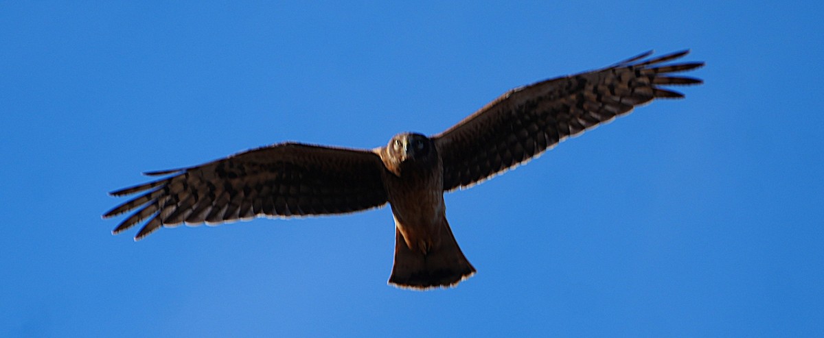 Northern Harrier - ML646801499