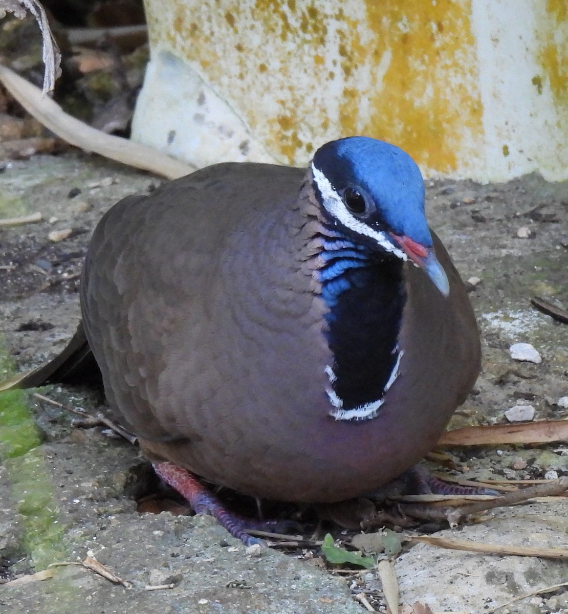 Blue-headed Quail-Dove - ML646801505
