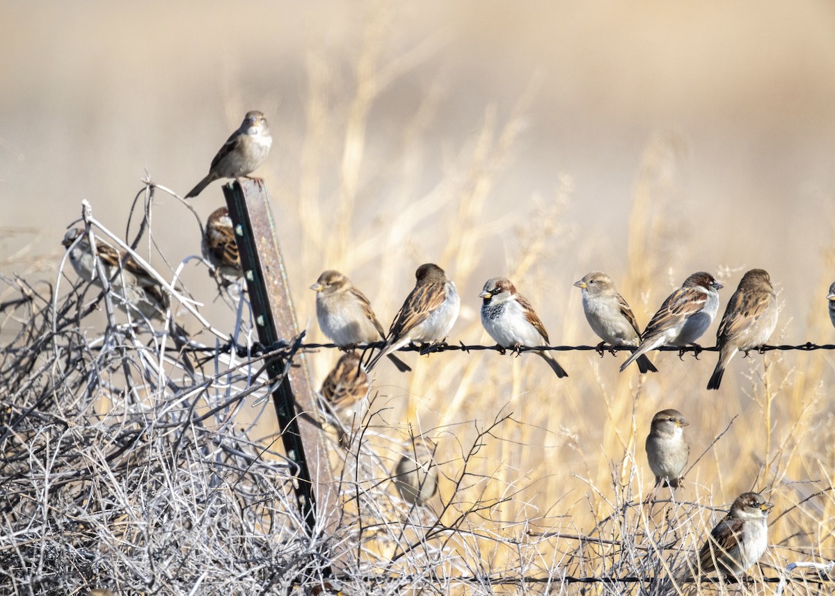 Serçe - ML646801506