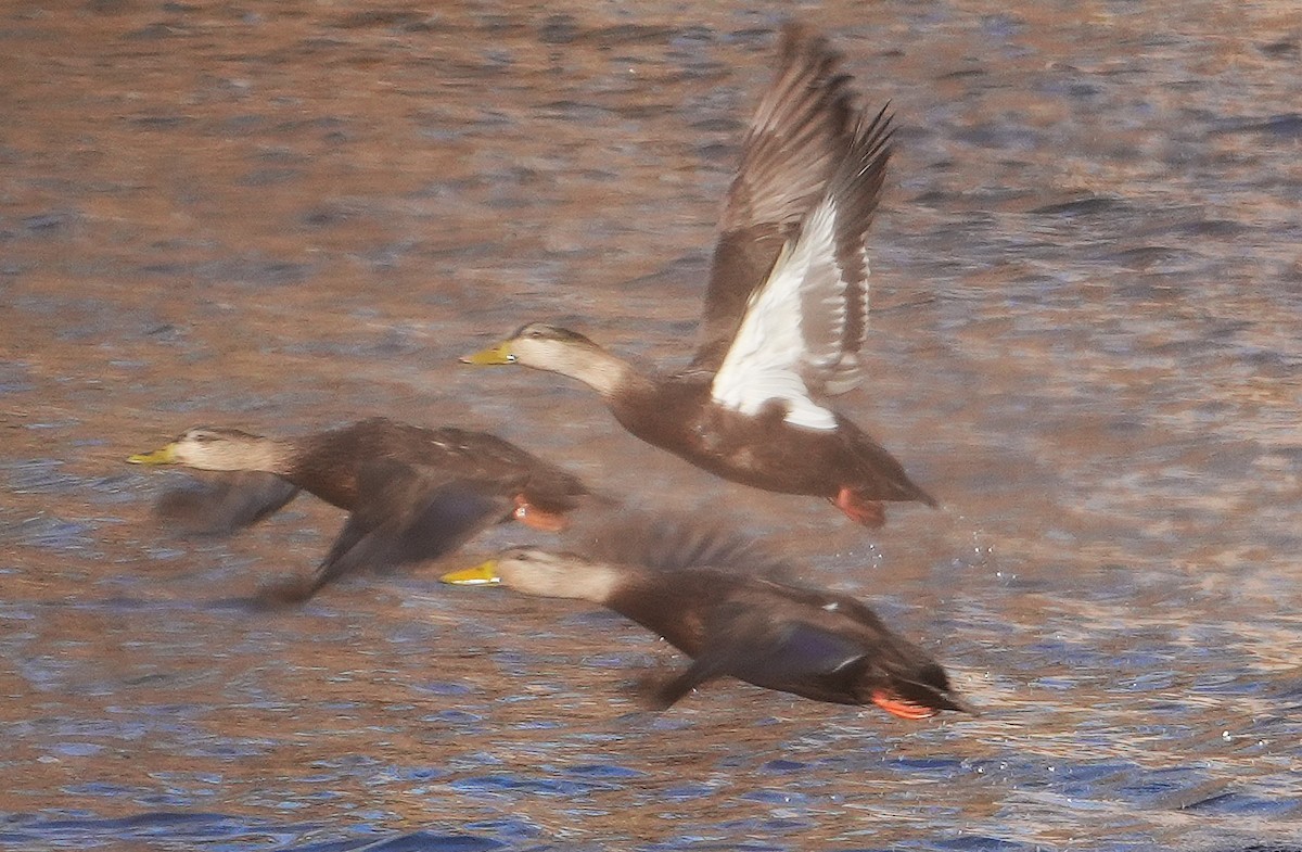 American Black Duck - ML646801510
