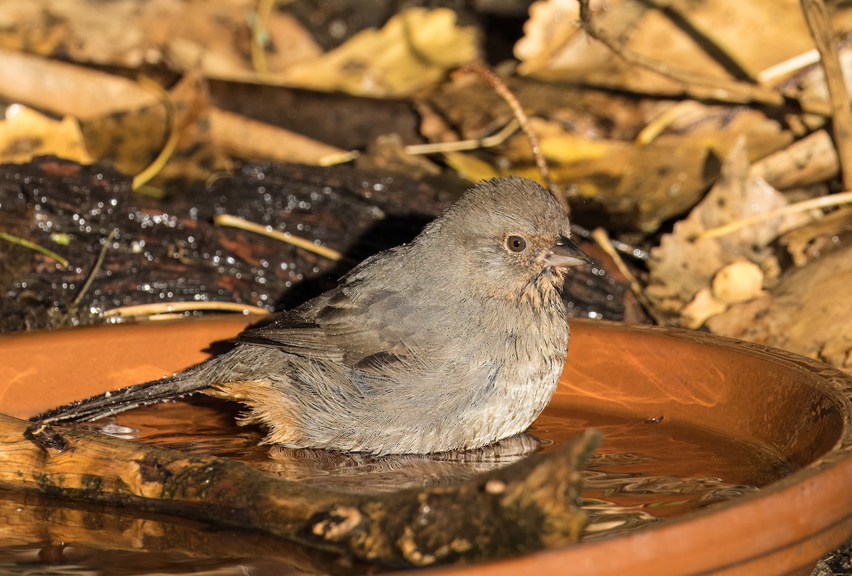 Kaliforniya Tovisi - ML646801512