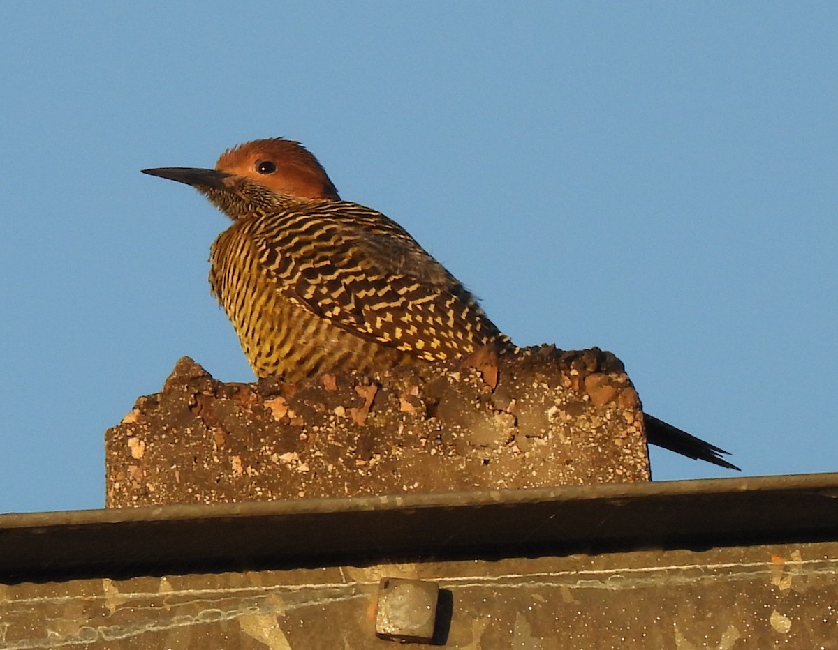 Fernandina's Flicker - ML646801516