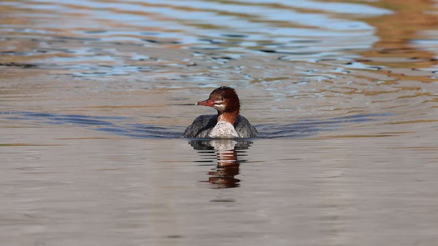 Zerra handia - ML646801520