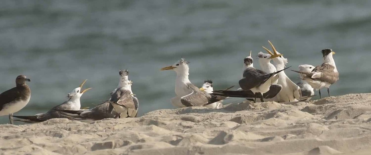 Хохлатая крачка - ML646801521