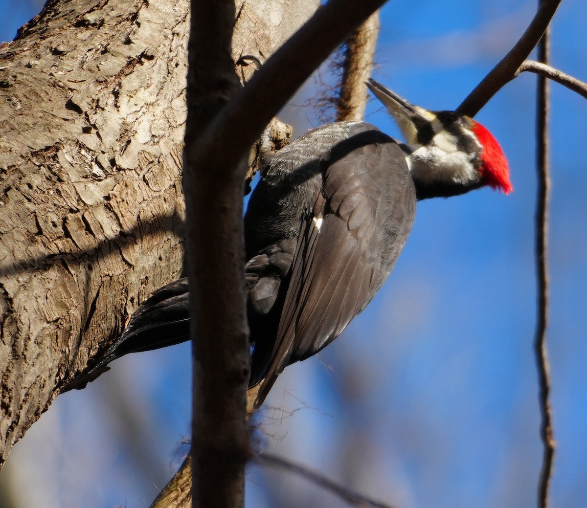 Pileated Woodpecker - ML646801529