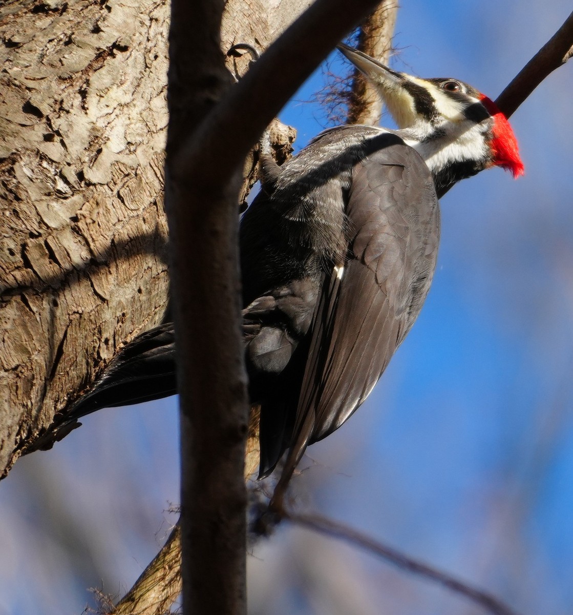 Pileated Woodpecker - ML646801530