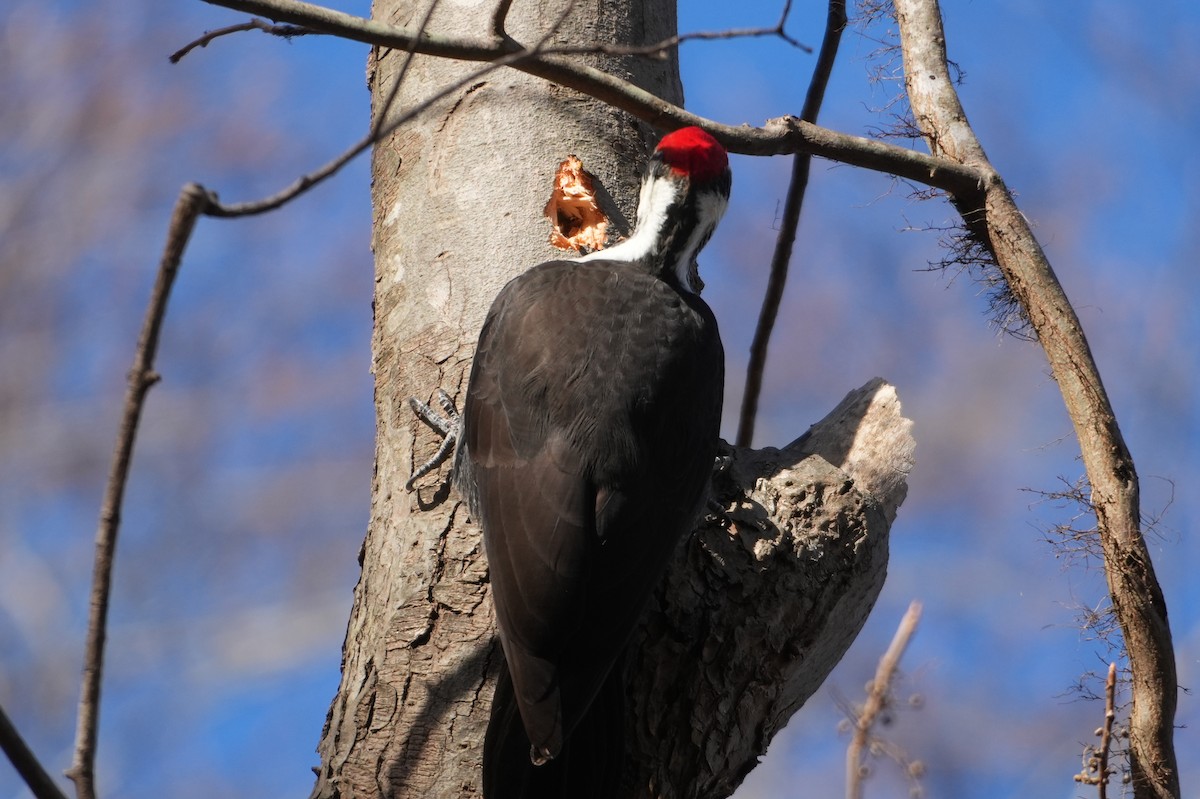 Pileated Woodpecker - ML646801531