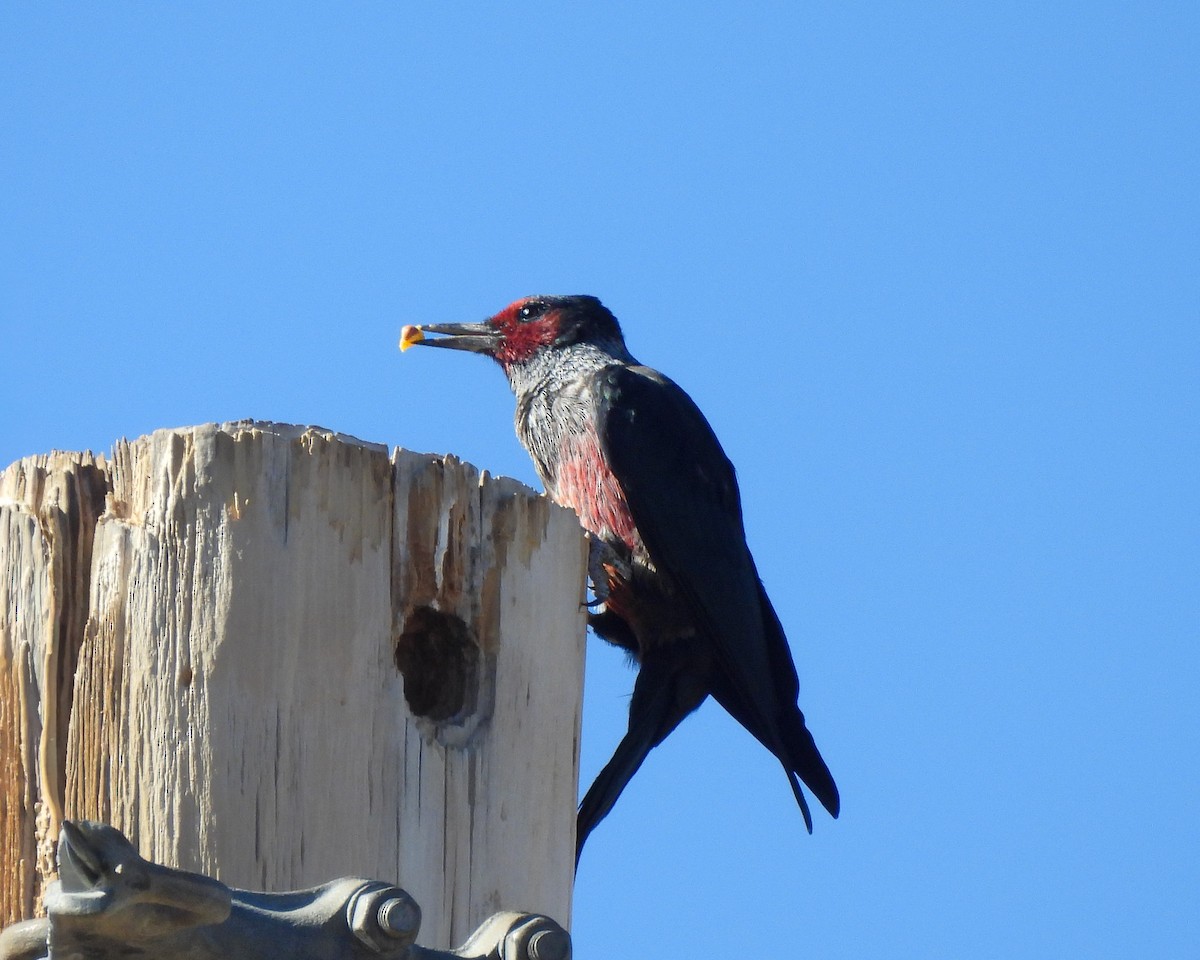 Blutgesichtspecht - ML646801533