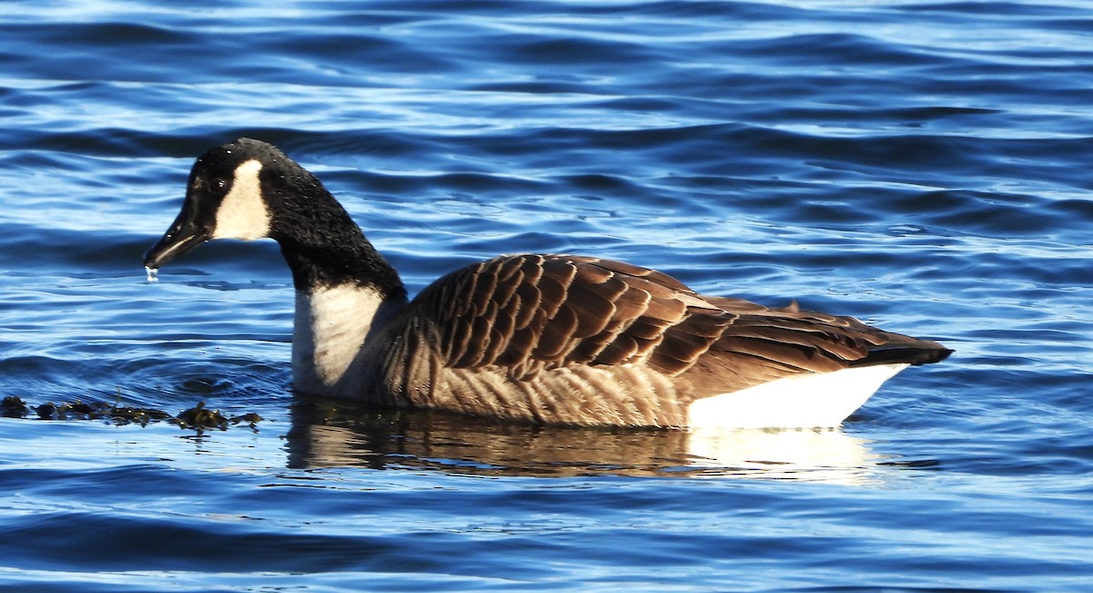 Canada Goose - ML646801534