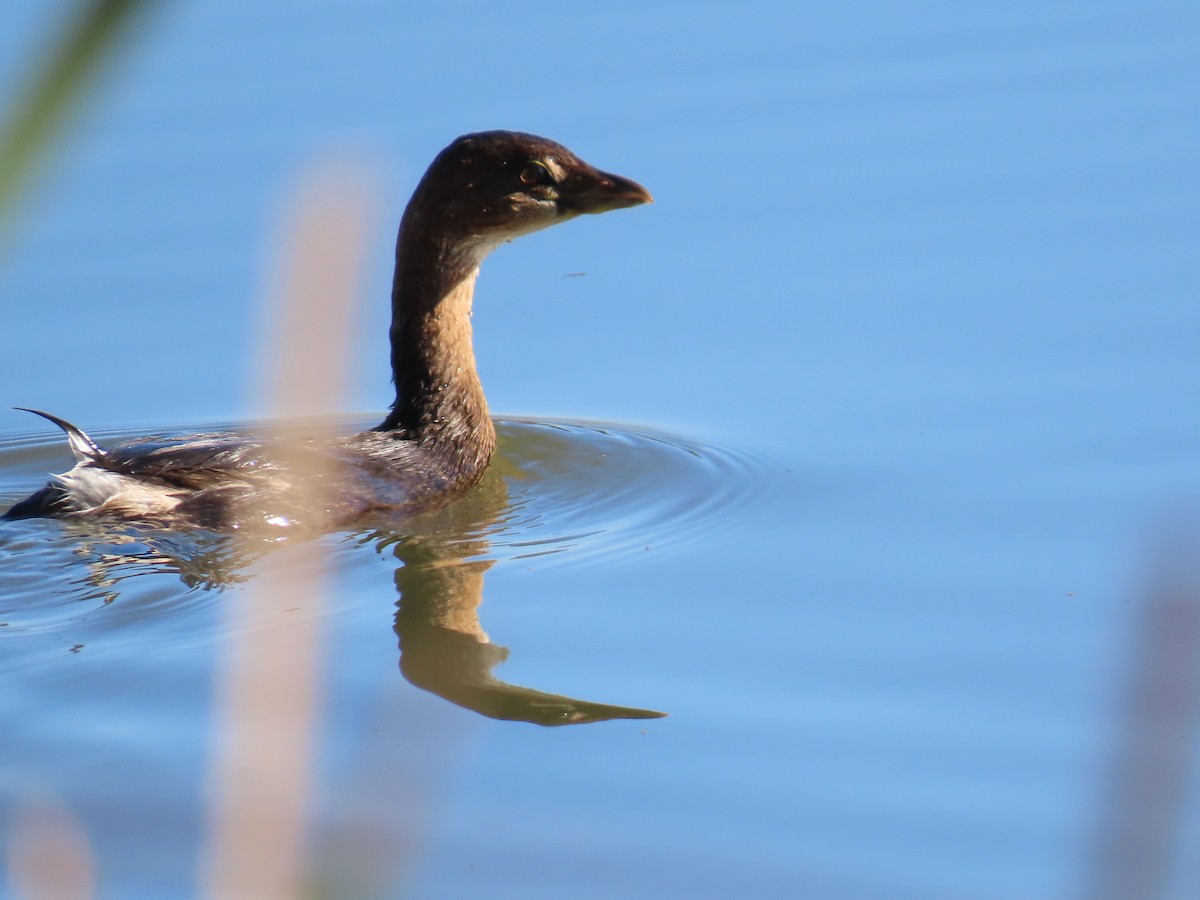 Bindentaucher - ML646801535