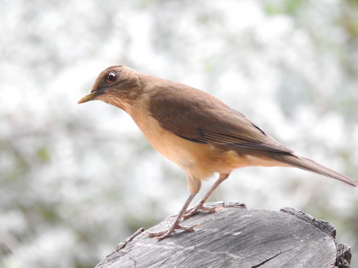 Merle fauve - ML646801536