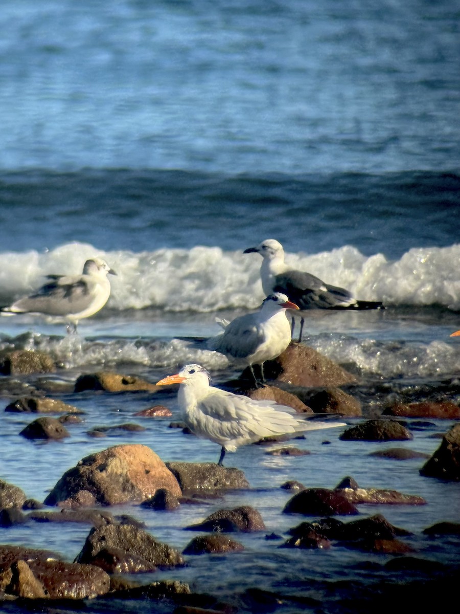 Royal Tern - ML646801538
