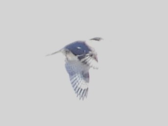 Belted Kingfisher - ML646801540
