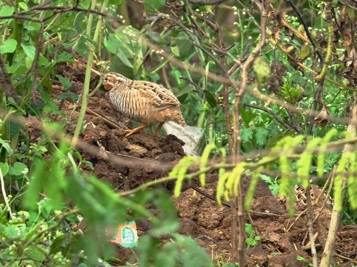 ヤブウズラ - ML646801541