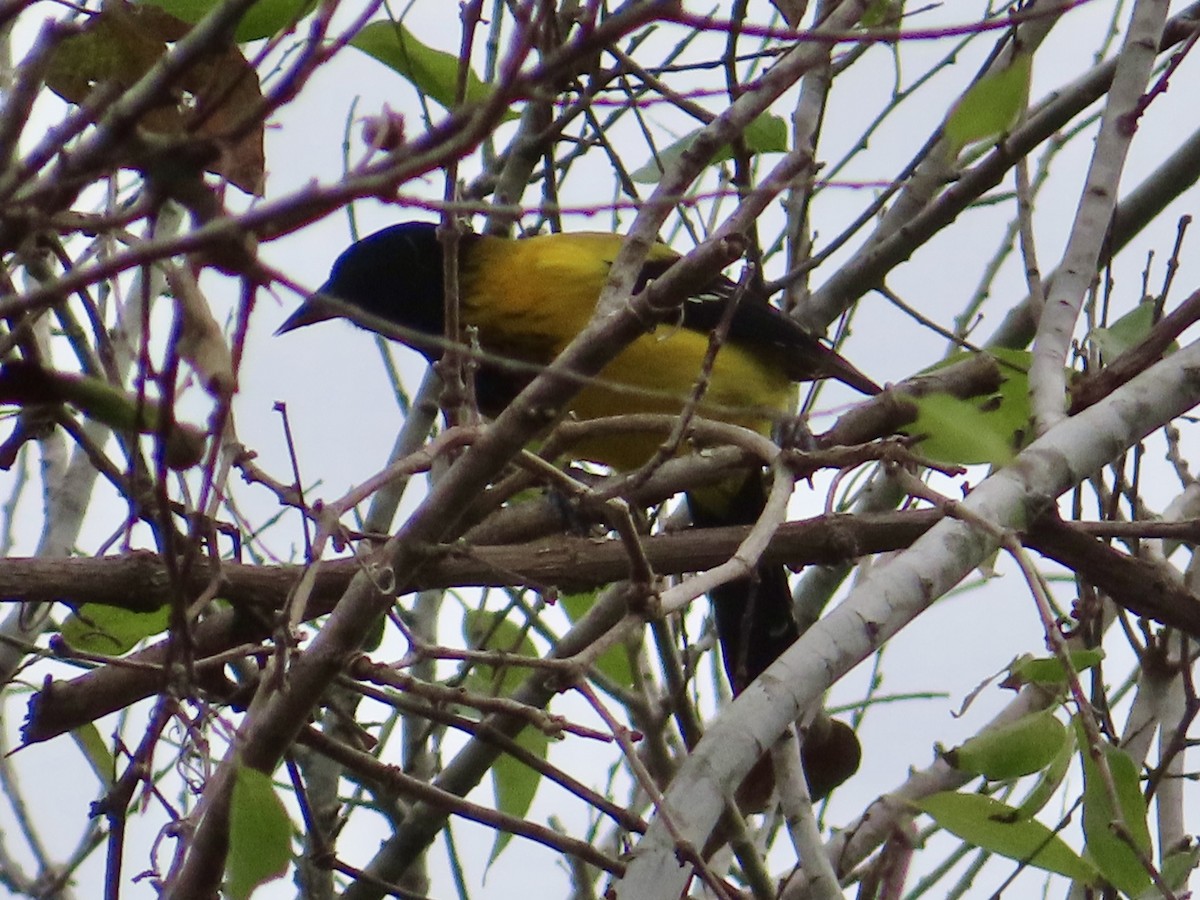 Audubon's Oriole - ML646801542