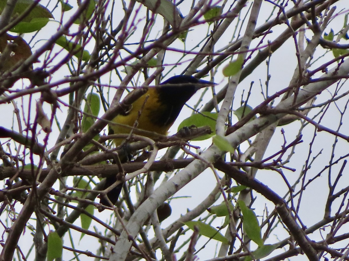 Audubon's Oriole - ML646801543