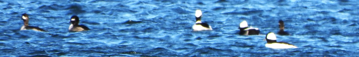 Bufflehead - ML646801544