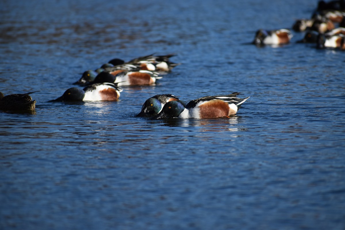 Northern Shoveler - ML646801545