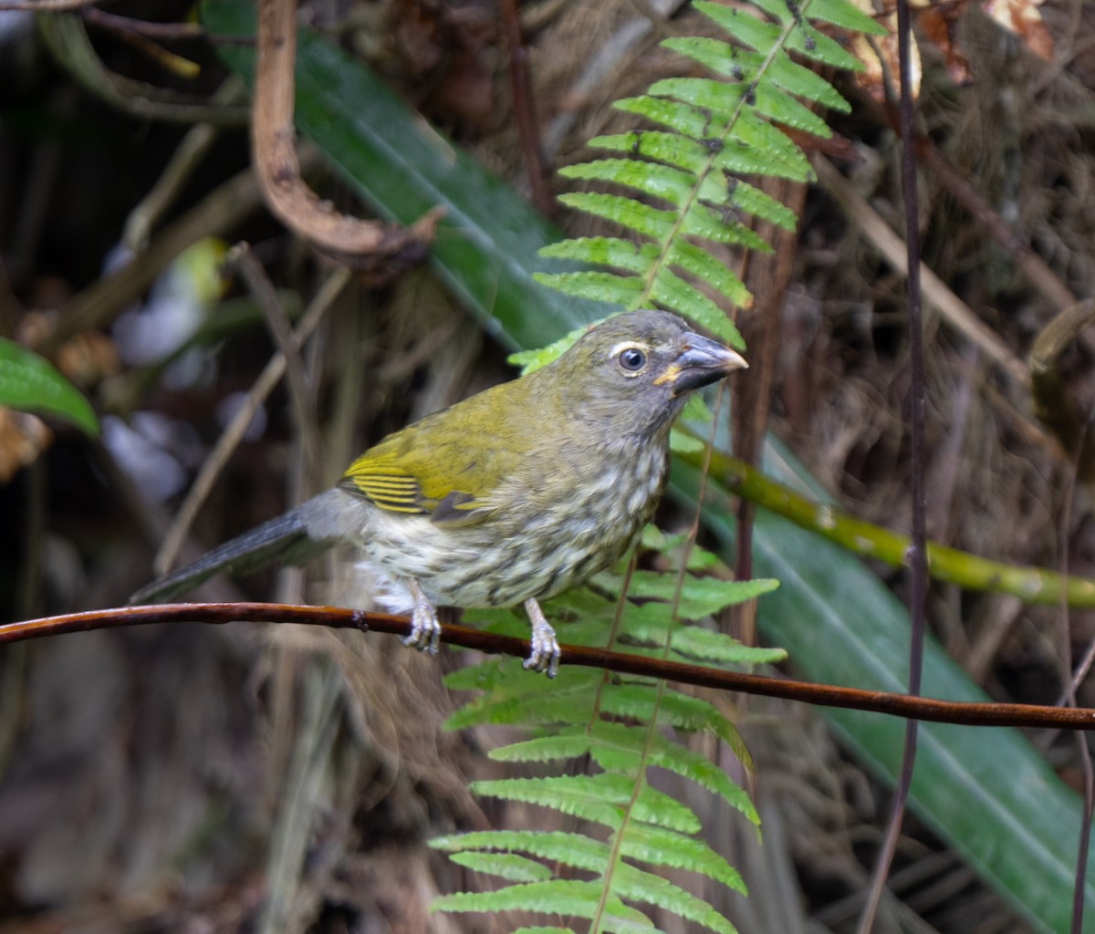 Streaked Saltator - ML646801546