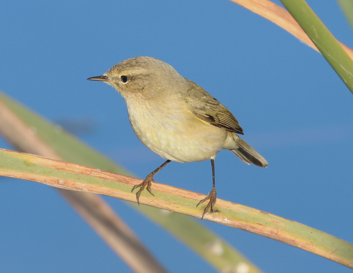 Common Chiffchaff - ML646801547
