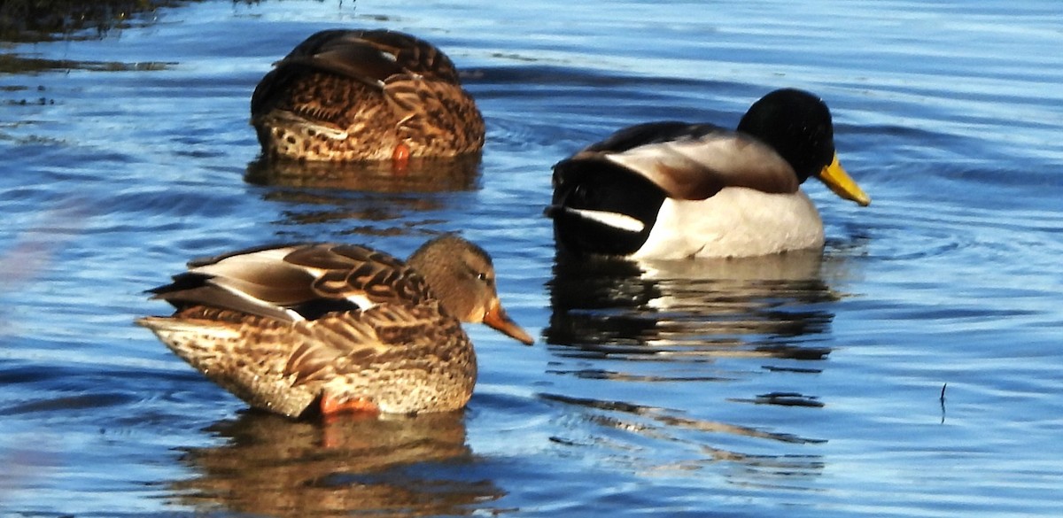 Mallard - ML646801548