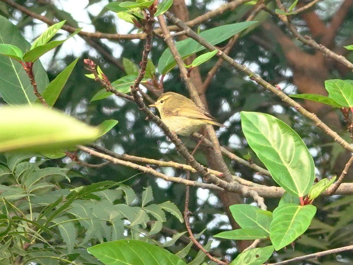 ヤナギムシクイ - ML646801549