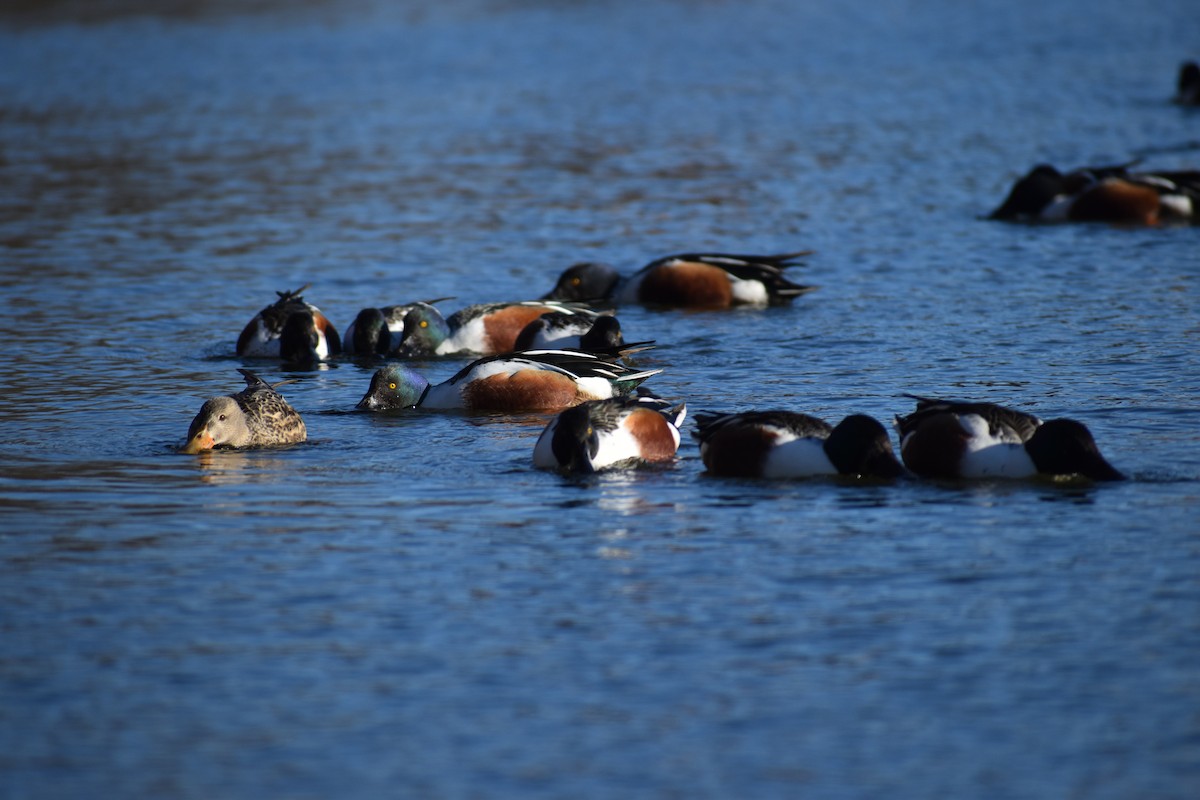 Northern Shoveler - ML646801550