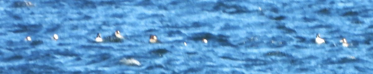 Bufflehead - ML646801551