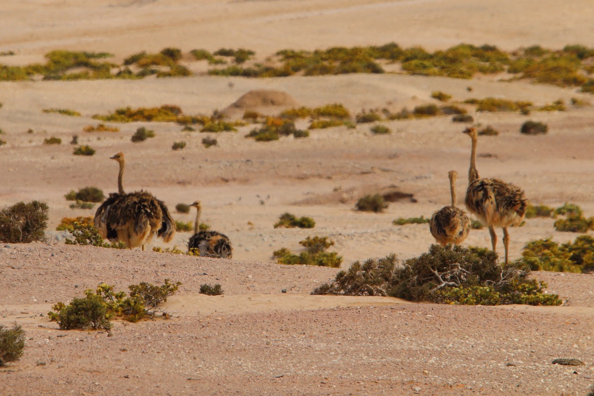 Common Ostrich - ML646801552