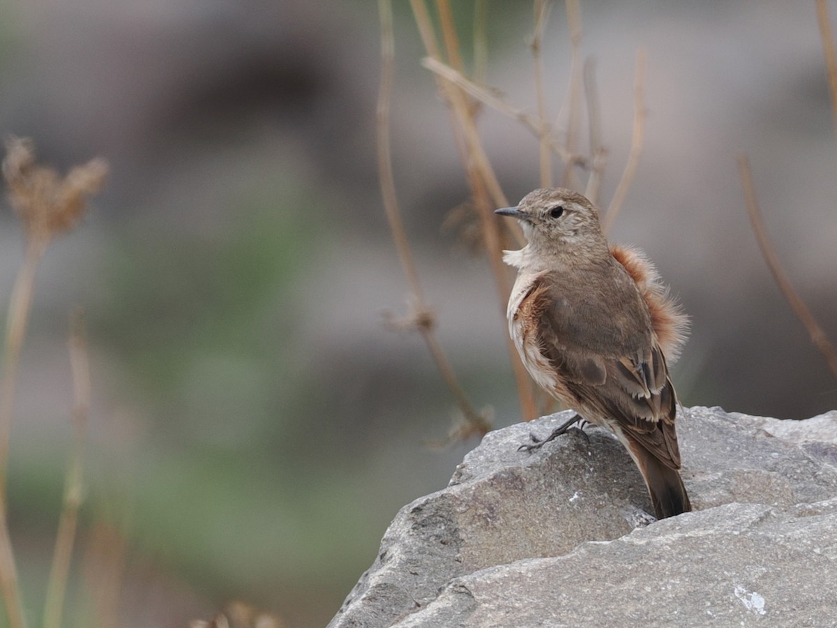 Rufous-banded Miner - ML646801553