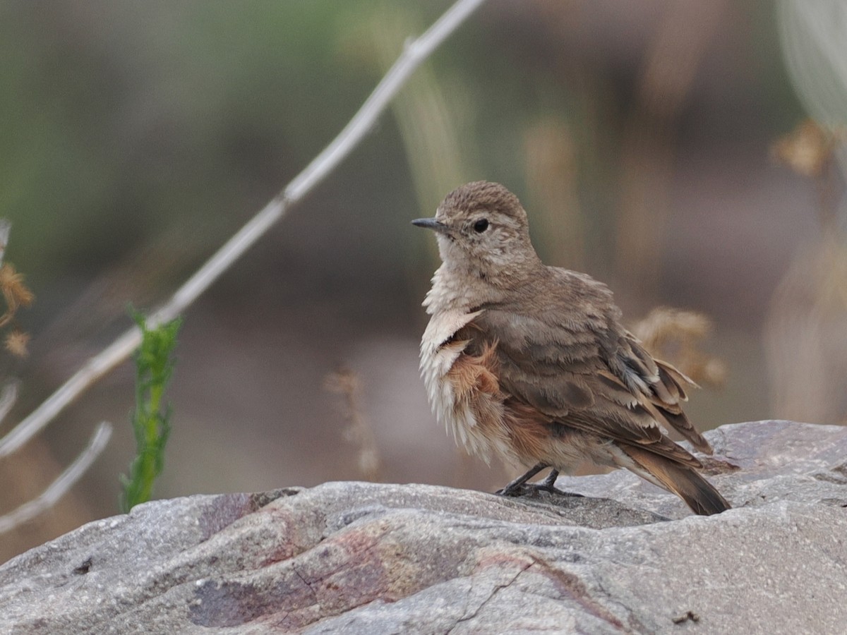 Rufous-banded Miner - ML646801554
