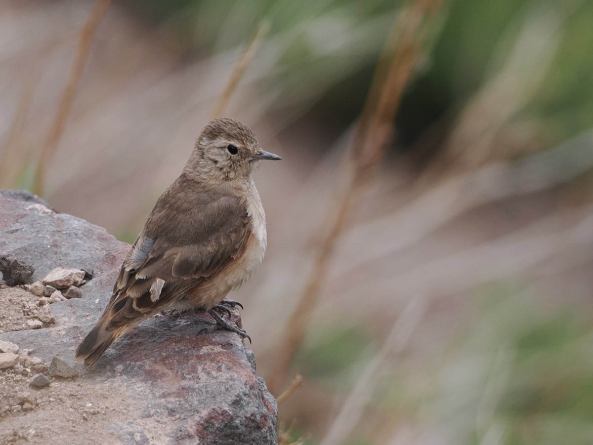 Rufous-banded Miner - ML646801555