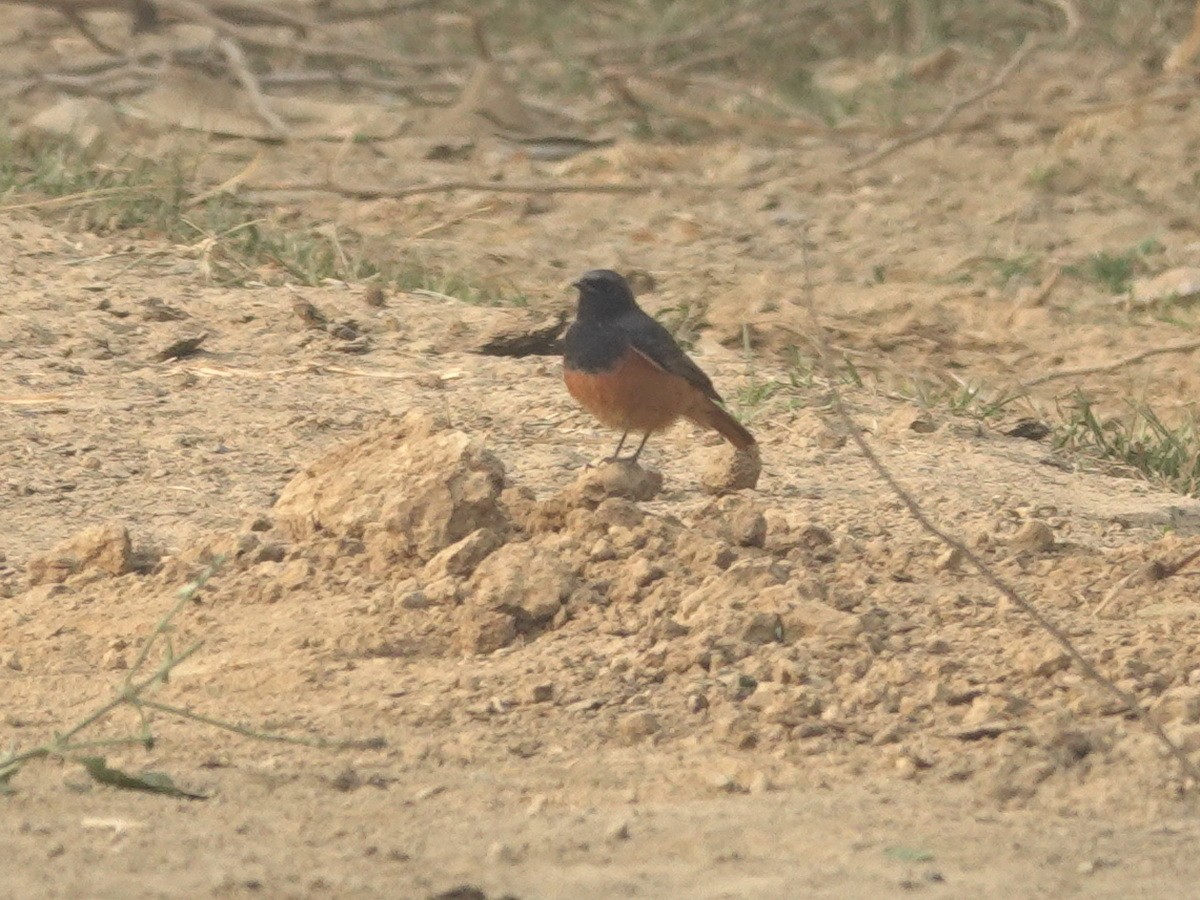 クロジョウビタキ - ML646801556