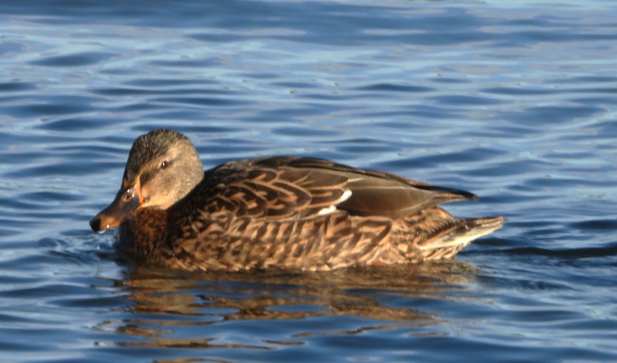 Mallard - ML646801557