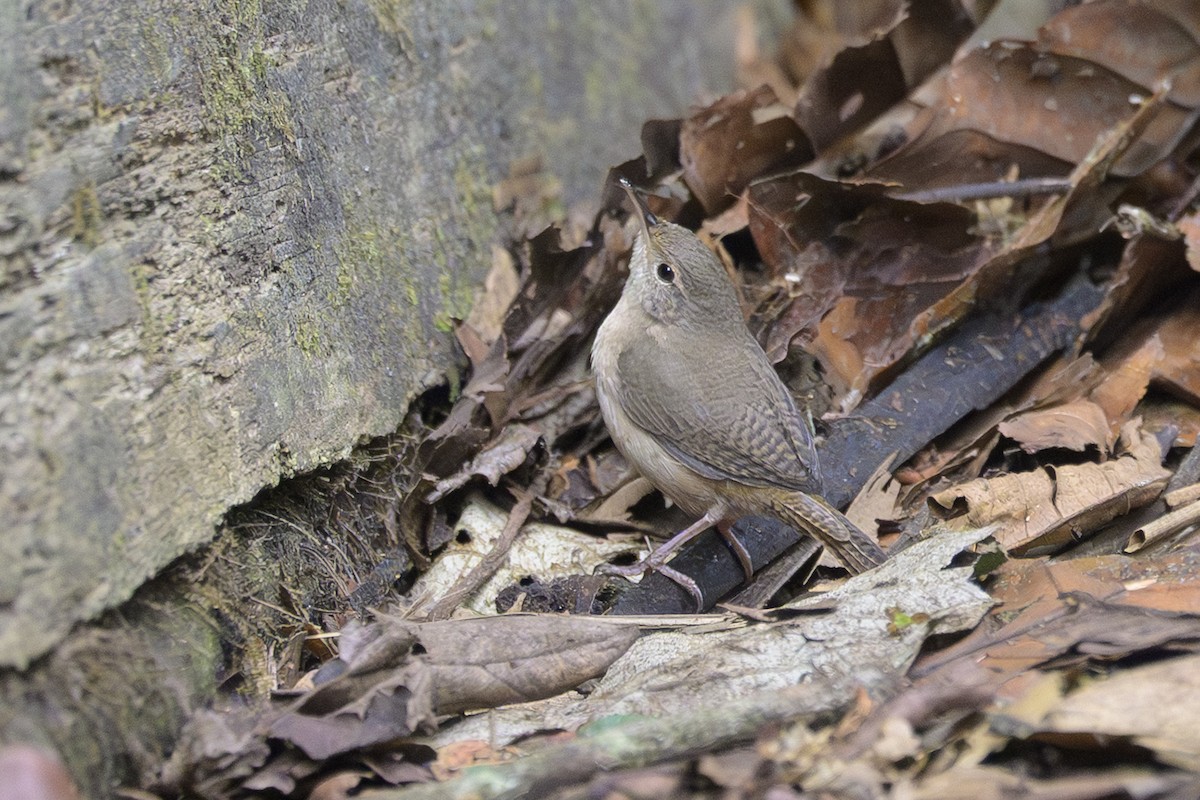 Güneyli Ev Çıtkuşu - ML646801559