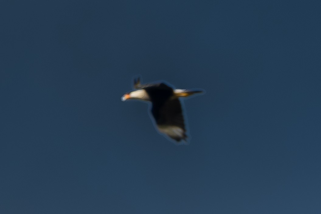 Crested Caracara - ML646801560