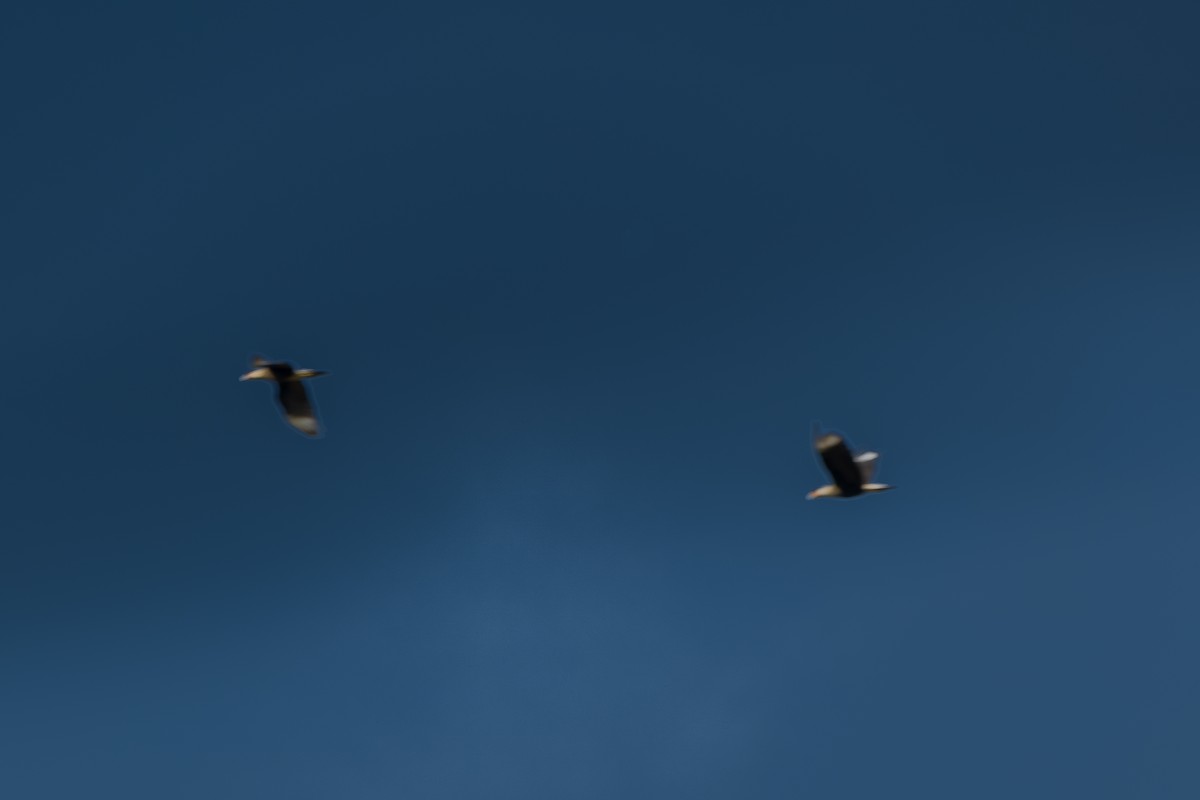 Crested Caracara - ML646801561