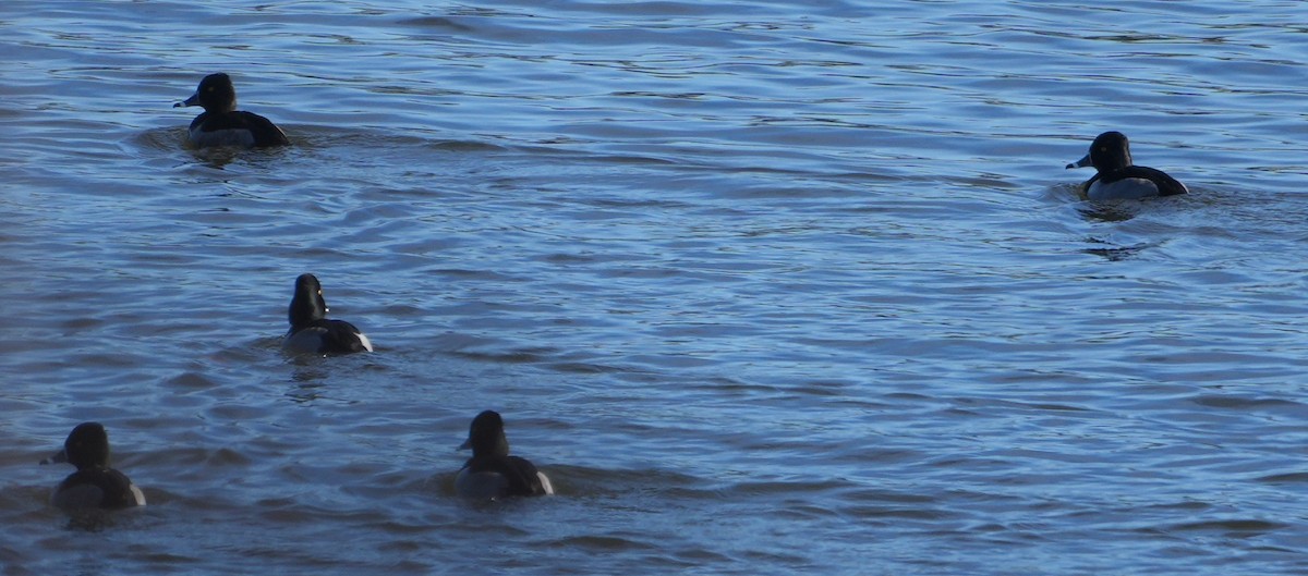 Ring-necked Duck - ML646801564