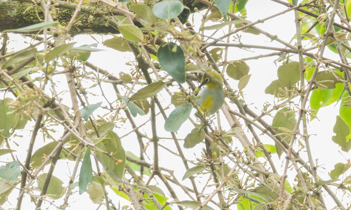 Окулярник малазійський - ML646801566