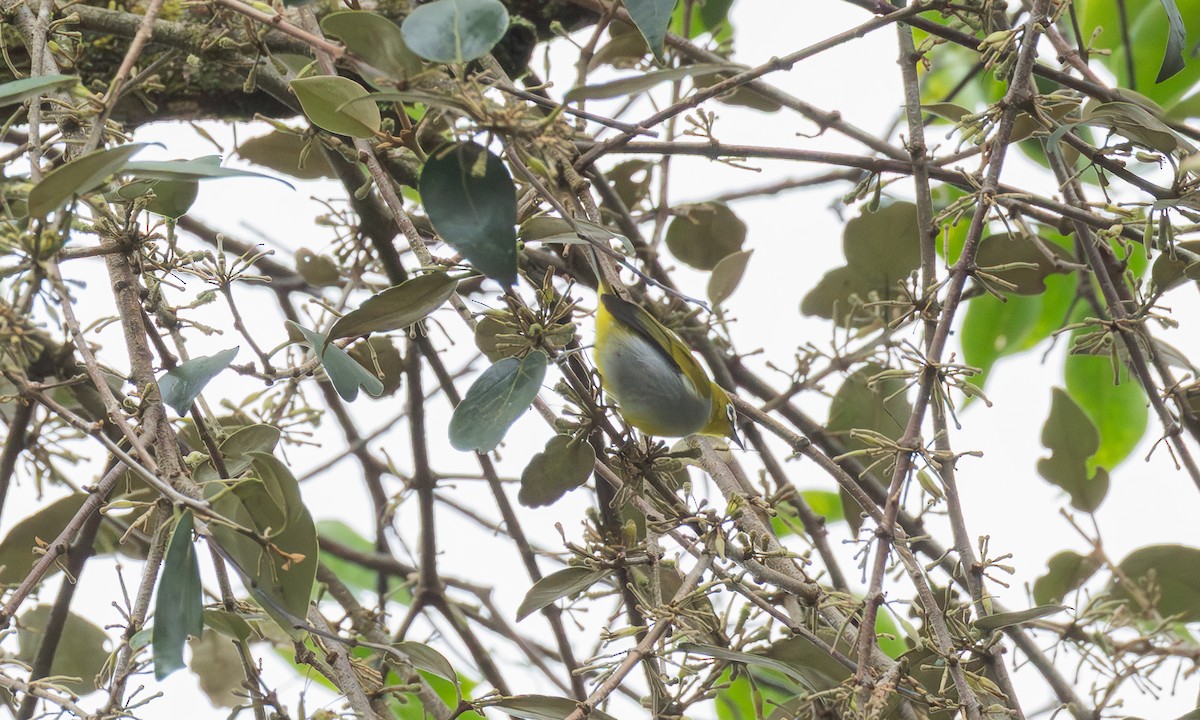 Окулярник малазійський - ML646801567