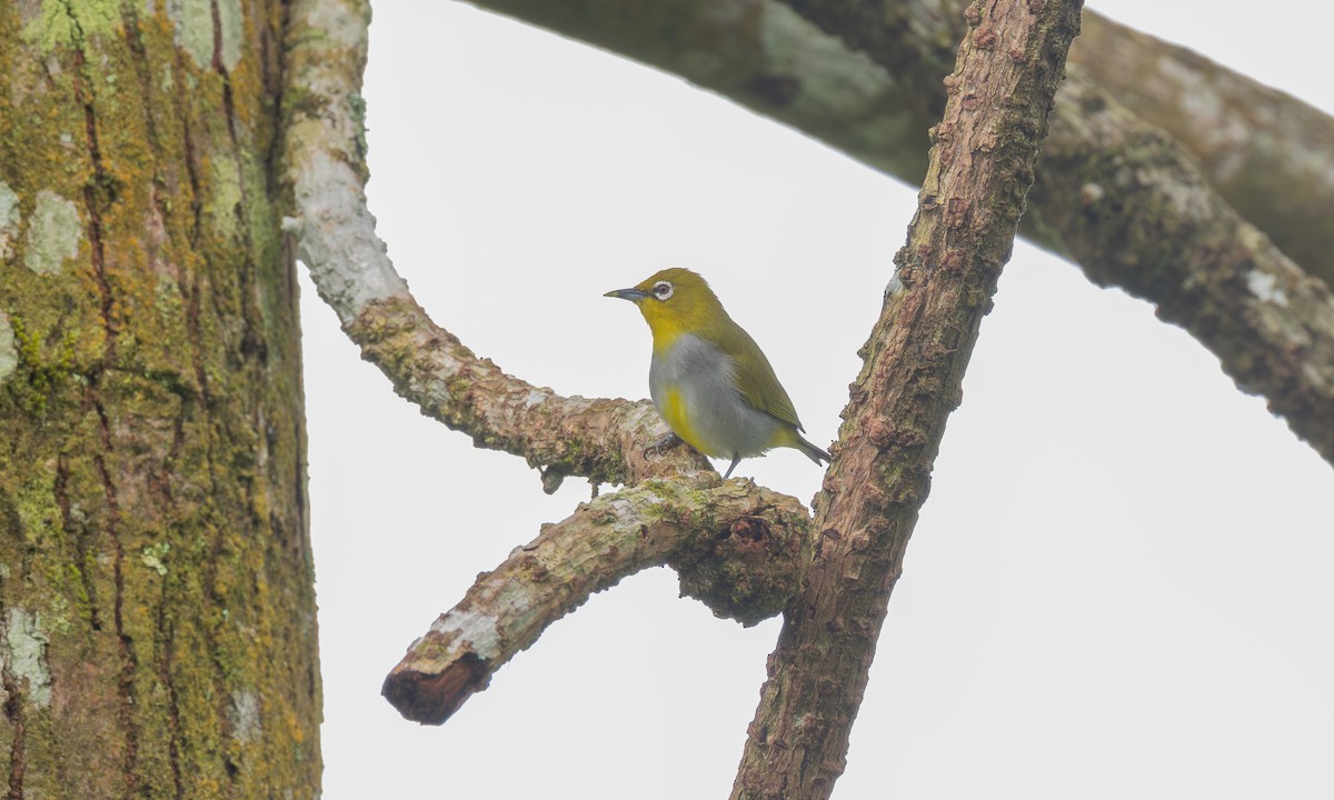 Окулярник малазійський - ML646801568