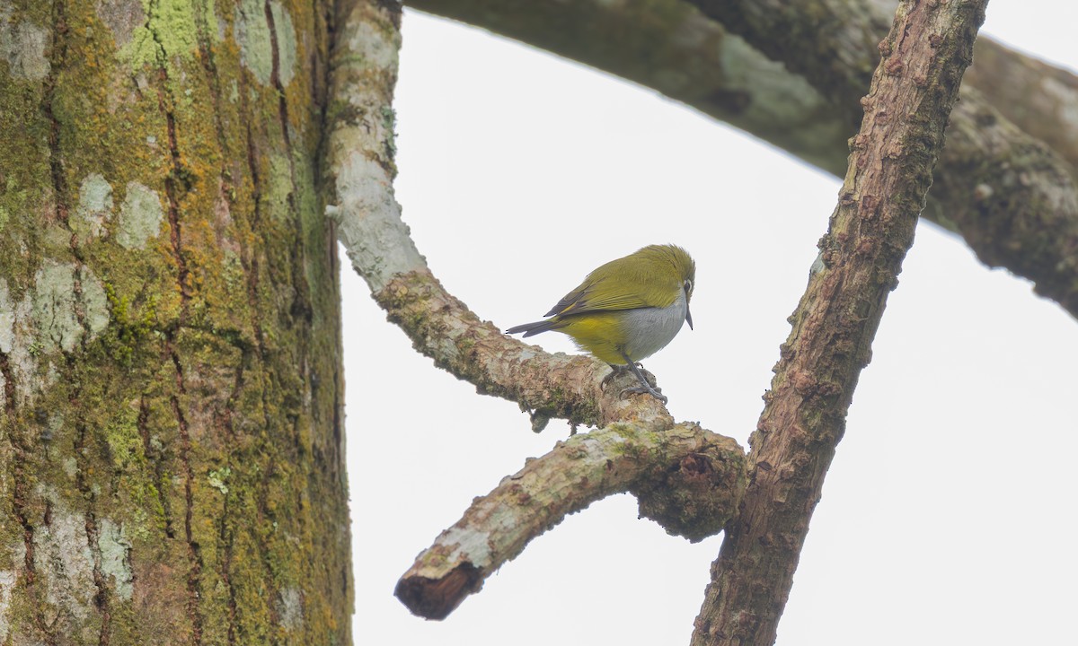 Окулярник малазійський - ML646801569