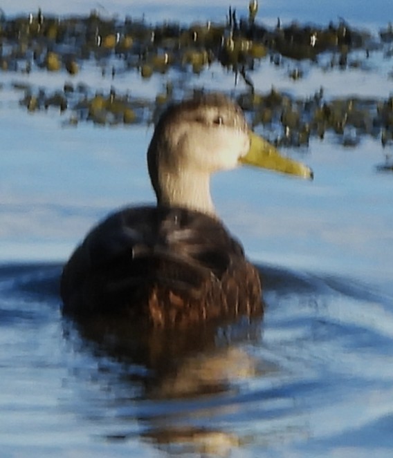 American Black Duck - ML646801570