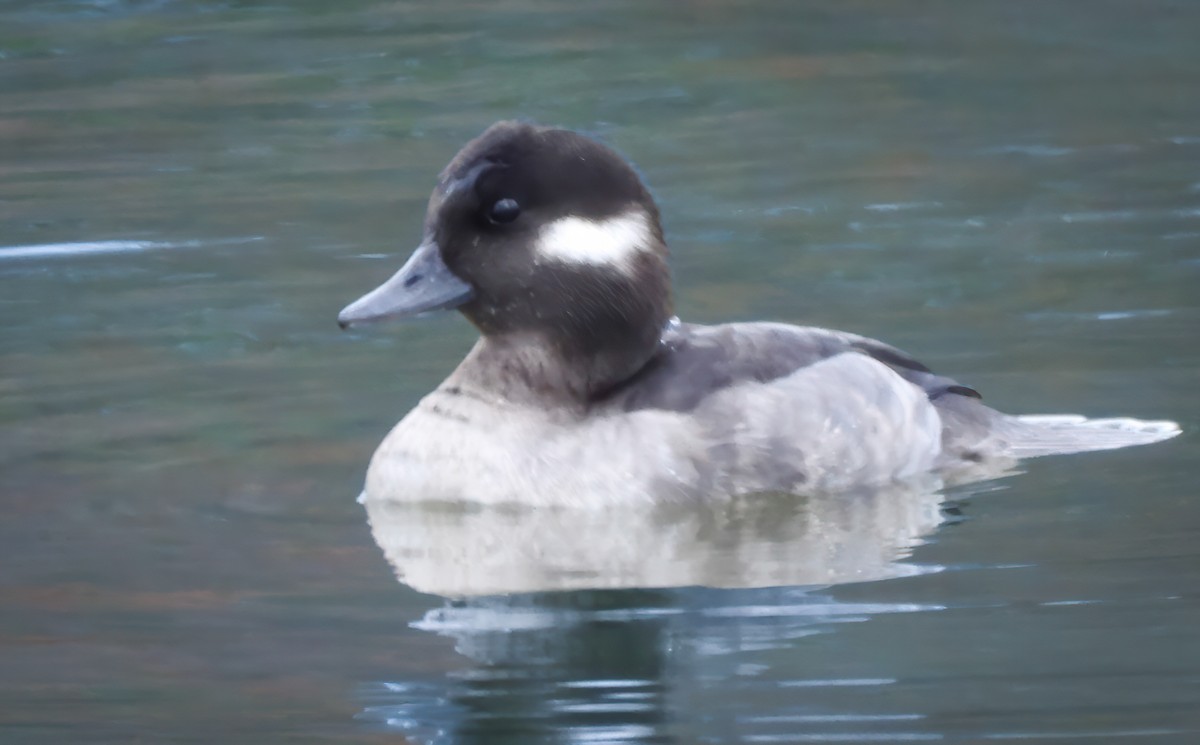 Bufflehead - ML646801571